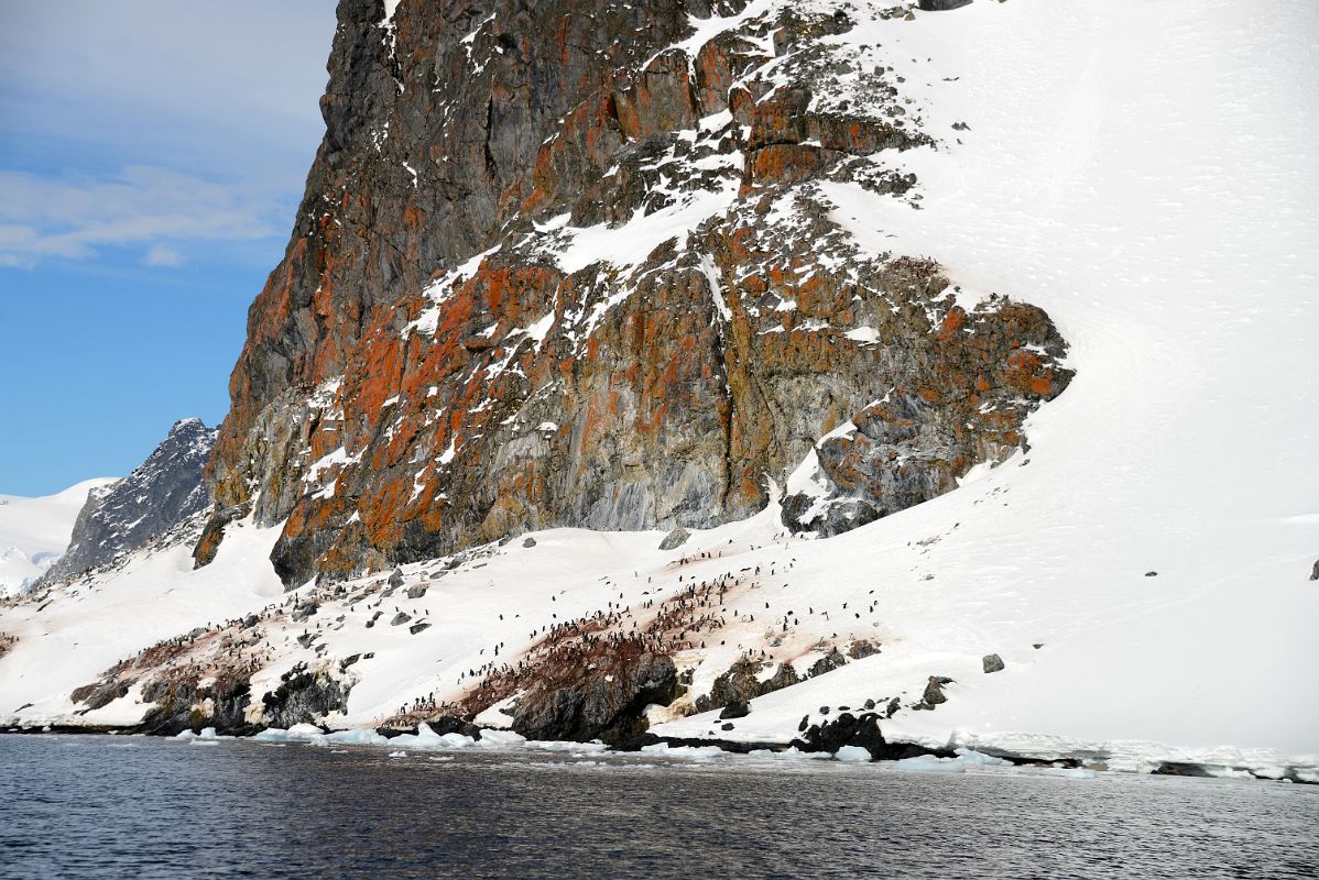 12B Penguin Colonies Below Lichen Clad Cliffs Of Cuverville Island From Zodiac On Quark Expeditions Antarctica Cruise